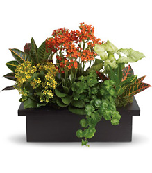 Stylish Plant Assortment from Boulevard Florist Wholesale Market